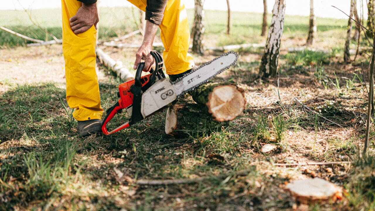 Best Tree Root Removal  in Pevely, MO